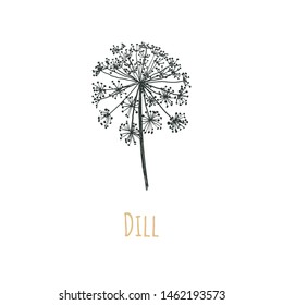 Dill Vector Illustration. Blooming Dill. Dill Seeds. Caraway.