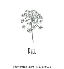 Dill vector illustration. Blooming dill. Dill seeds. Caraway.