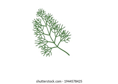 Dill vector Illustration on white Background