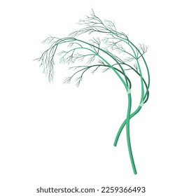dill vector illustration on a white background.