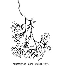 Plantas aisladas con hojas de vectores de Dill. Ilustración de estilo con grabado de hierbas. Esbozo detallado del producto orgánico.El mejor para el diseño logotipo, menú, etiqueta, icono, sello.