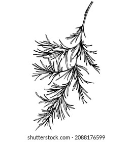Dill vector isolated plant with leaves. Herbal engraved style illustration. Detailed organic product sketch.The best for design logo, menu, label, icon, stamp.