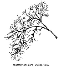Plantas aisladas con hojas de vectores de Dill. Ilustración de estilo con grabado de hierbas. Esbozo detallado del producto orgánico.El mejor para el diseño logotipo, menú, etiqueta, icono, sello.