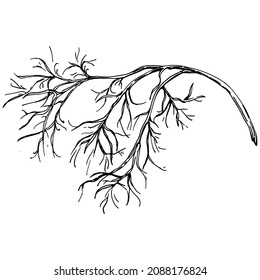 Dill Vektor einzelne Pflanze mit Blättern. Kräutergravur Stilgrafik. Detaillierte Bio-Produktskizze.Das Beste für Design-Logo, Menü, Label, Icon, Stempel.