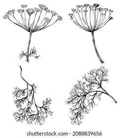 Plantas aisladas con hojas de vectores de Dill. Ilustración de estilo con grabado de hierbas. Esbozo detallado del producto orgánico.El mejor para el diseño logotipo, menú, etiqueta, icono, sello.