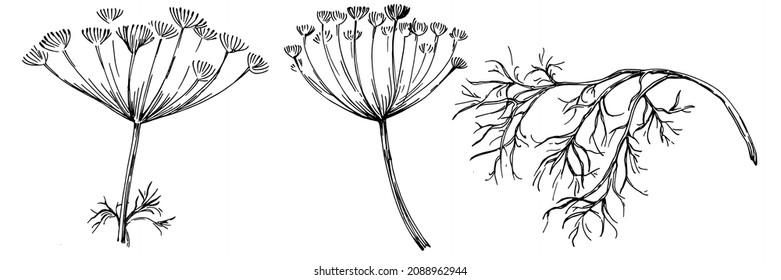 Dill vector isolated plant with leaves. Herbal engraved style illustration. Detailed organic product sketch.The best for design logo, menu, label, icon, stamp.