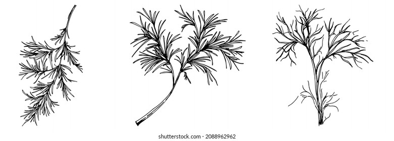 Dill Vektor einzelne Pflanze mit Blättern. Kräutergravur Stilgrafik. Detaillierte Bio-Produktskizze.Das Beste für Design-Logo, Menü, Label, Icon, Stempel.