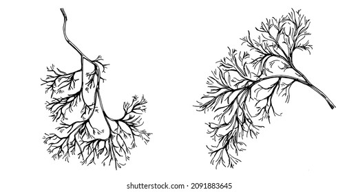 Plantas aisladas con hojas de vectores de Dill. Ilustración de estilo con grabado de hierbas. Esbozo detallado del producto orgánico.El mejor para el diseño logotipo, menú, etiqueta, icono, sello.