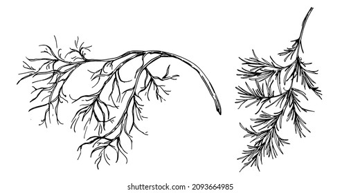 Dill vector isolated plant with leaves. Herbal engraved style illustration. Detailed organic product sketch.The best for design logo, menu, label, icon, stamp.