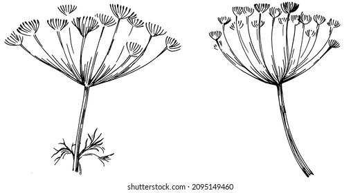 Plantas aisladas con hojas de vectores de Dill. Ilustración de estilo con grabado de hierbas. Esbozo detallado del producto orgánico.El mejor para el diseño logotipo, menú, etiqueta, icono, sello.