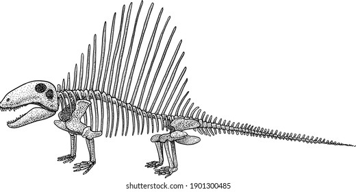 Dimetrodon skeleton, illustration, drawing, engraving, ink, line art, vector