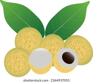 Dimocarpus longan, comúnmente conocido como el ojo de longan y dragón, es una especie de árbol tropical que produce fruta comestible. 