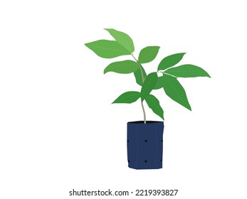 Dimocarpus longan on a white background.