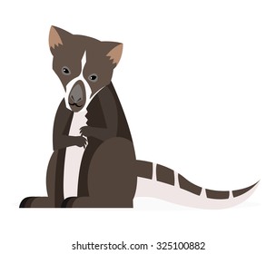 Dingiso exotic marsupial