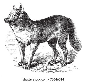 Dingo or Australian Dingo or Canis lupus dingo, vintage engraving. Old engraved illustration of a Dingo. Trousset encyclopedia.