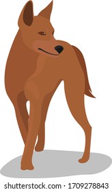 Dingo dog, illustration, vector on white background