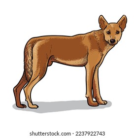 Dingo dog isolated vector illustration. Australian fauna cartoon picture.