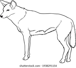 Dingo dog line vector illustration isolated on white backgroun,Animals top view 