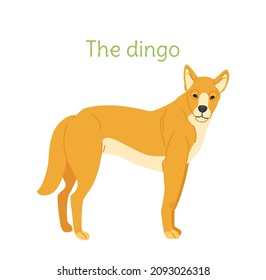 the dingo dog is standing. Australian animal in a simple style. Flat vector illustration