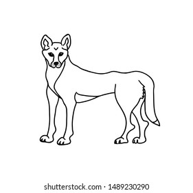 Dingo dog vector illustration. Australian animal outline drawing.