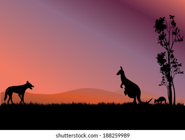 A Dingo Hunting Kangaroos In The Sunset