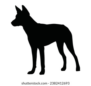 Dingo on rock black silhouette. Isolated australian dog.