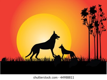 Dingo In Sunset