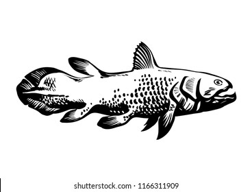 Dinichthys, prehistoric fish. Lobe-finned fish, Sarcopterygii, Coelacanth. Hand drawn vintage engraved vector illustration isolated on white background.