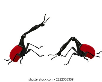 Dining Leaf rolling or Giraffe Weevil on white background.