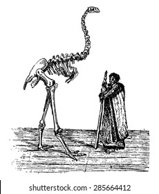 Dinornis skeleton next to a New Zealander, vintage engraved illustration. Natural History of Animals, 1880.
