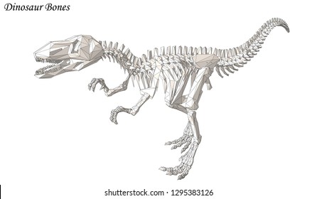 Dinosaur Bone Vector Raptor 3d