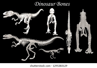Dinosaur Bone Vector Raptor 3d