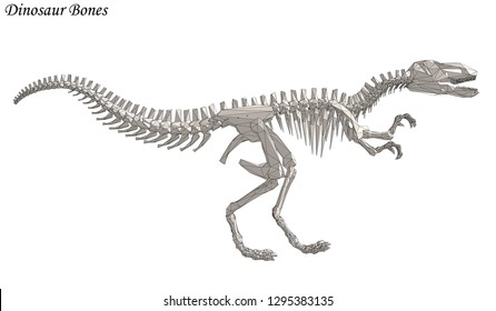 Dinosaur Bone Vector Raptor 3d
