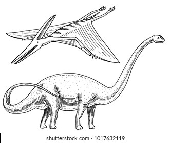 Dinosaur Brachiosaurus or sauropod, Plateosaurus, Diplodocus, Apatosaurus, Pterosaur, skeletons, fossils, winged lizard. American Prehistoric reptiles, Jurassic Animal engraved Hand drawn vector.