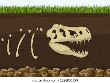 Dinosaur fossil skeleton in soil layers, Dinosaurs reptile skull . Archeology buried bones, ancient extinct prehistory. History of life on Earth concept. Paleontology science background. Vector