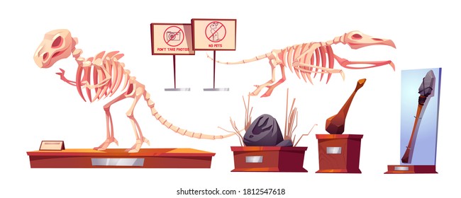 Dinosaur fossils in museum of history. Dino skeletons tyrannosaurus rex and pterodactyl, ancient artifacts, stone weapon, paw print at paleontological archaeological exhibit. Cartoon vector icons set