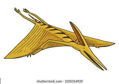 Dinosaur Pterosaur, skeletons, fossils, winged lizard. American Prehistoric reptiles, Jurassic Animal engraved Hand drawn vector.