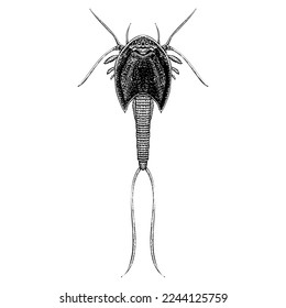 Dinosaur Shrimp hand drawing vector isolated on white background.
