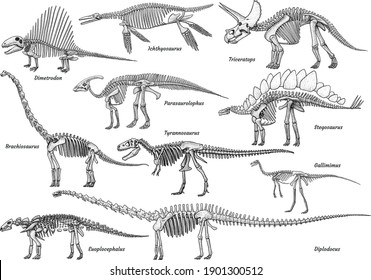 Dinosaur skeleton collection, illustration, drawing, engraving, ink, line art, vector