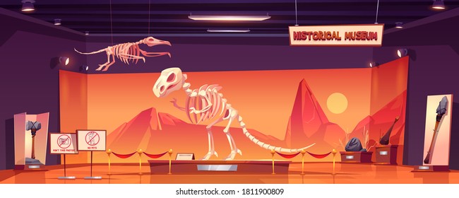 Dinosaur skeleton in museum of history. Dino tyrannosaurus rex and pterodactyl fossils and ancient artifacts at paleontological exhibition. Paleontology archeology science Cartoon vector illustration