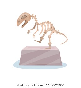 Dinosaur skeleton on gray stand. Ancient museum exhibit. Bones of prehistoric reptile. Flat vector for advertising poster or flyer