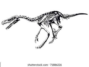 dinosaur skeleton raptor