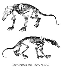 Dinosaur Skeleton Vector 02. Illustration Isolated On White Background. A vector illustration Of An Dinosaur Skeleton.