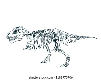 dinosaur skeleton vector sketch 