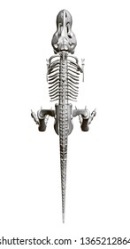 Dinosaur skeleton. View from above. 3D. Vector illustration