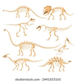 Dinosaur skeletons. Dinosaurs bone isolated skeleton, dino reptile evolution standing fossil artefact ancient animal brontosaurus diplodocus velociraptor recent vector illustration