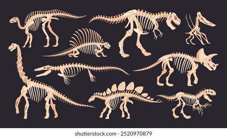 Dinosaur skeletons. Jurassic dino ancient fossil bones, raptor, tyrannosaurus, velociraptor and spinosaurus flat vector illustration set. Cartoon archaeological fossil skeletons