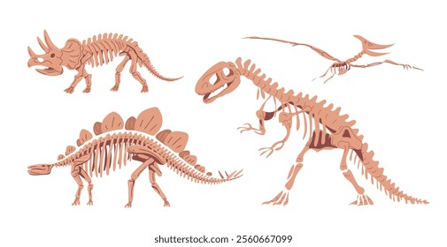 Dinosaur skeletons. Stegosaurus, Triceratops, Allosaurus and Pteranodon. Museum of Archeology and Paleontology. Mesozoic and Jurassic period. Set of vector isolated illustrations 