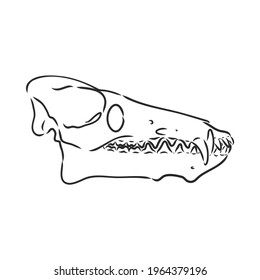 Dinosaur skeleton.Vector Image triceratops skeleton isolated on green background.Can be used as logo. For flat illustrations