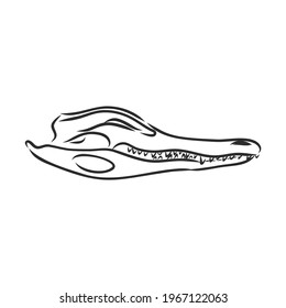 Dinosaur skeleton.Vector Image triceratops skeleton isolated on green background.Can be used as logo. For flat illustrations
